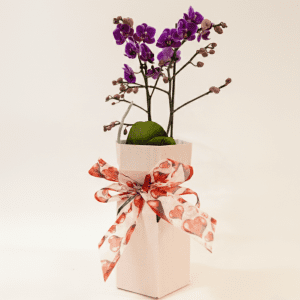 Nº 174 - Orquídea “Elegância Violeta”