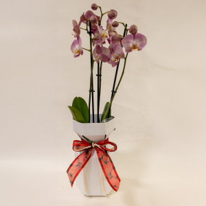 Nº 175 - Orquídea “Encanto Rosé”