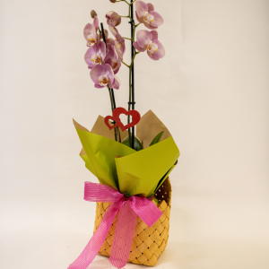 Nº 176 - Orquídea “Cesto do Amor”