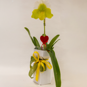 Nº 177 - Orquídea “Coração Solar”